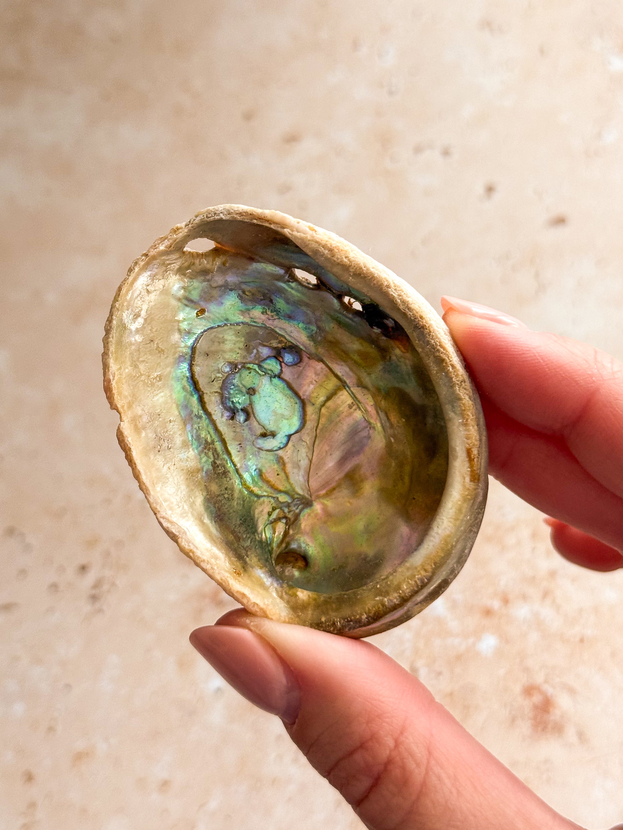 Mini Abalone Shell C | Mexico
