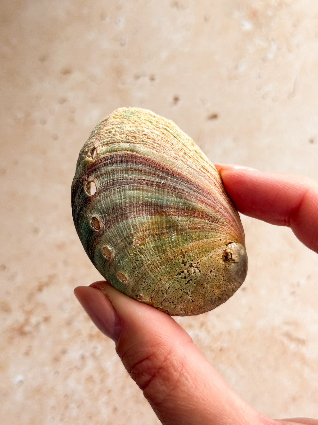 Mini Abalone Shell E | Mexico