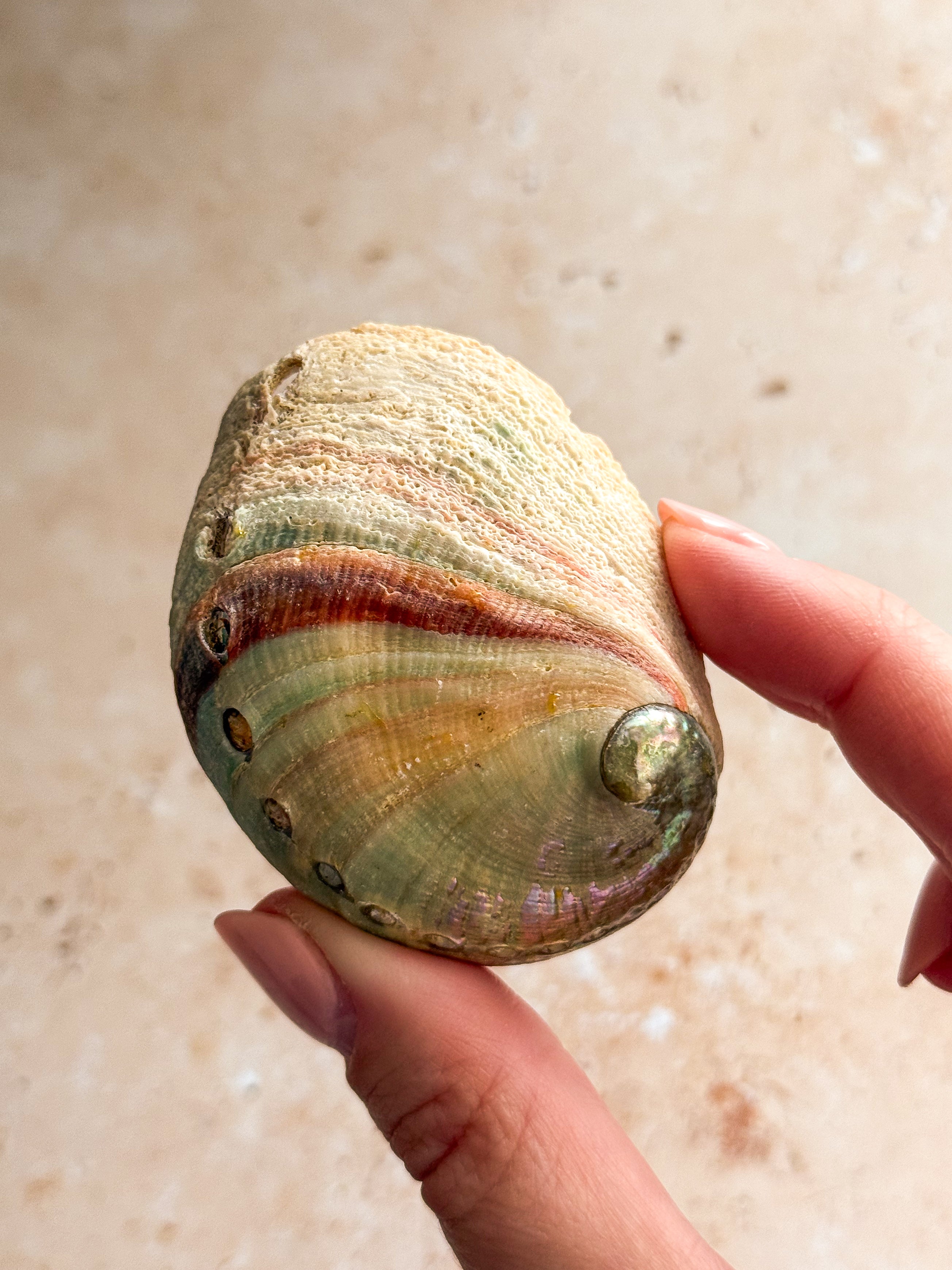 Mini Abalone Shell C | Mexico