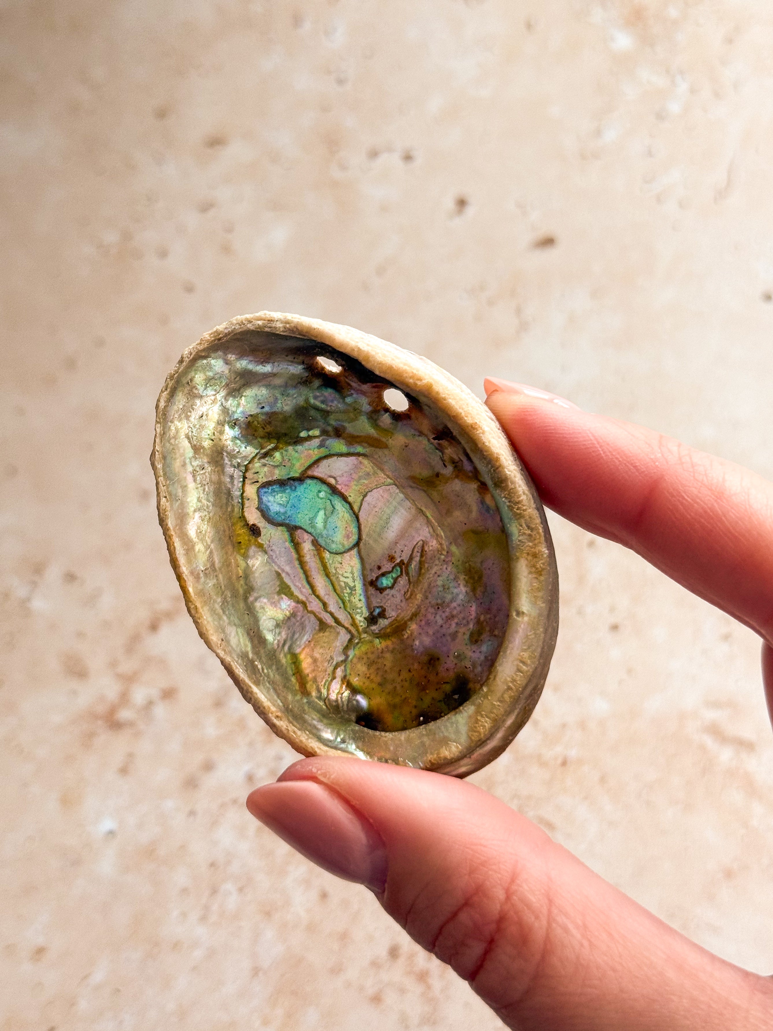 Mini Abalone Shell E | Mexico